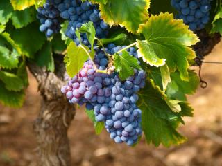 Фото: pixabay.com | Эксперты рассказали об удивительных свойствах винограда