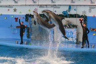 Фото: Татьяна Меель / PRIMPRESS | Фоторепортаж PRIMPRESS: первый на Дальнем Востоке дельфинарий открылся во Владивостоке