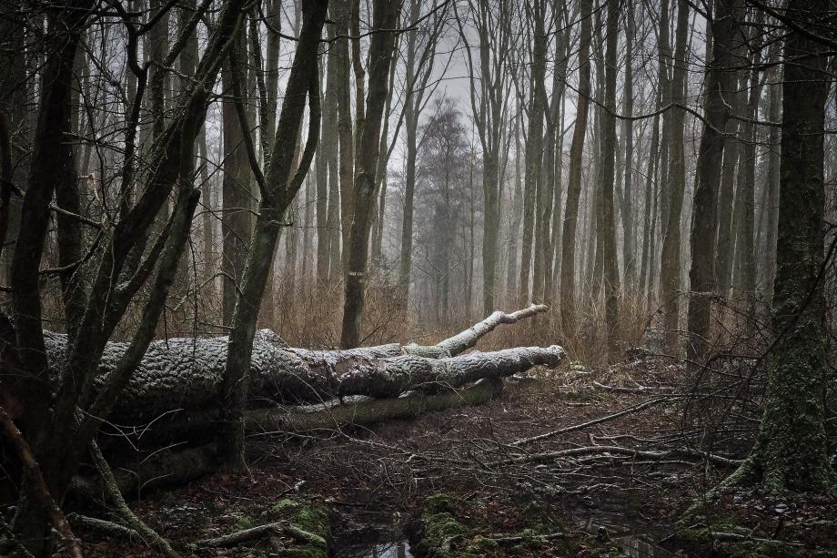 Фото: pixabay.com | Был совсем рядом: приморцы встретили в зимнем лесу опасного хищника