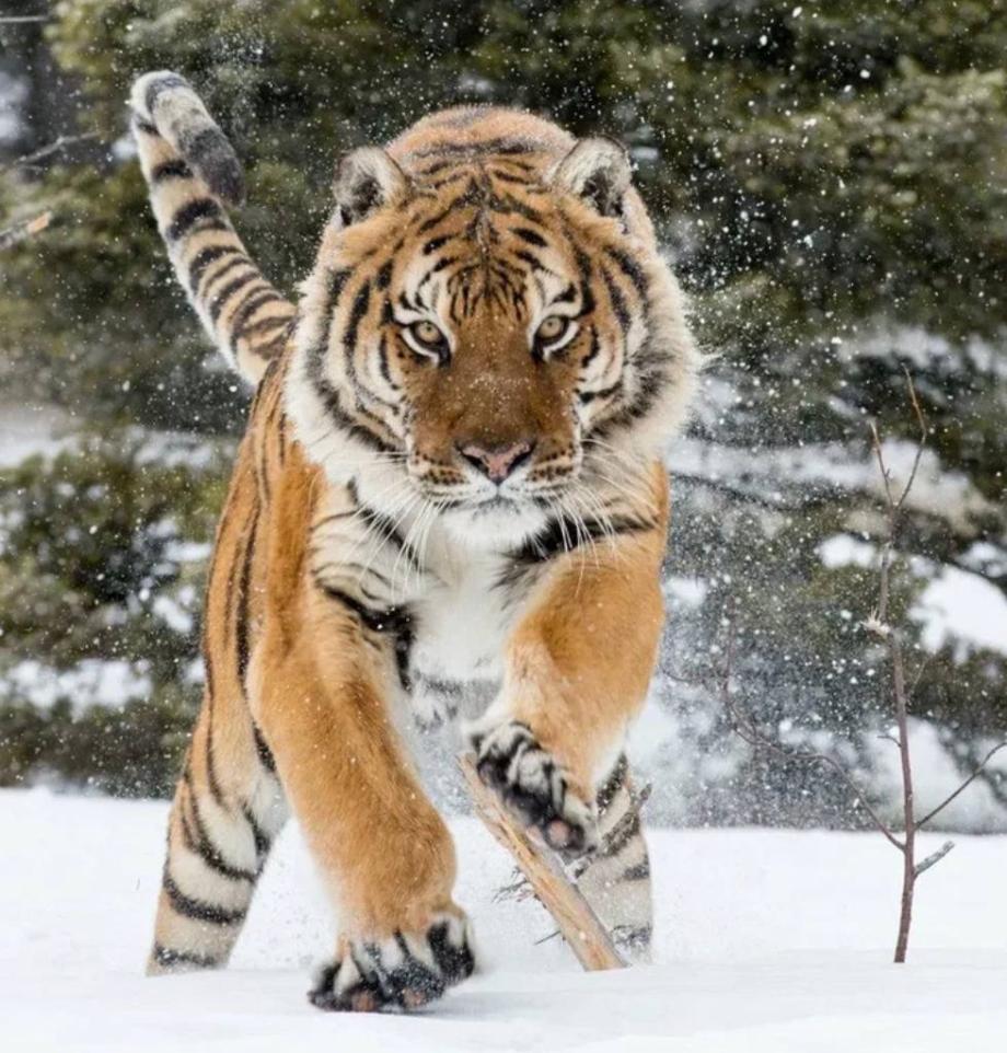 Фото: соц.сети | Тигр продолжает пугать местных жителей вблизи Владивостока