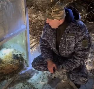 Амурскую тигрицу, выходившую к людям, отловили на границе Приморского и Хабаровском краёв