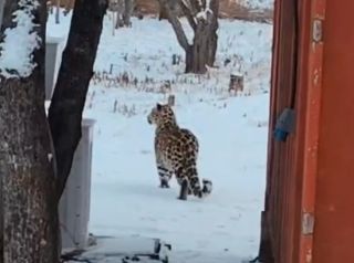 Краснокнижный хищник вышел к людям в Приморском крае
