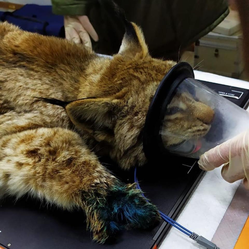 Фото: siberiantiger_center | Озвучена информация о состоянии рыси, попавшей в капкан в Приморье