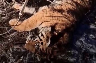 Тигра, который кошмарил приморские села, поймали и отправили на обследование