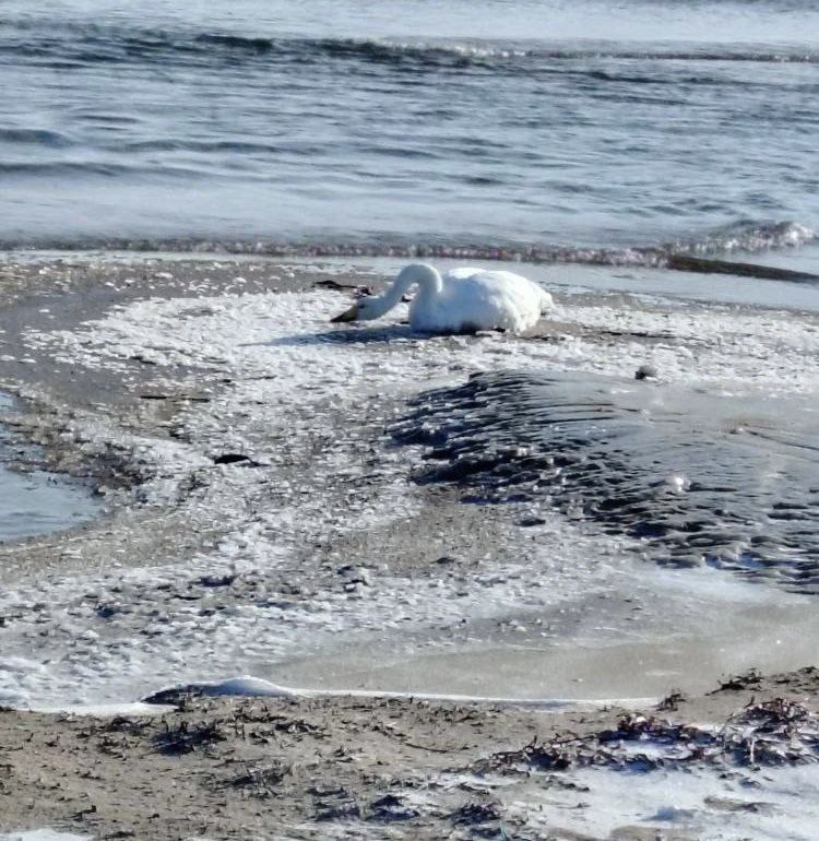 Лебедю из Приморья нужна срочная помощь: у него сломано крыло
