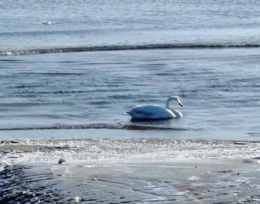 Лебедю из Приморья нужна срочная помощь: у него сломано крыло