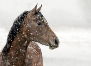 Фото: pixabay.com | Голодная лошадь третий день бродит по Находке
