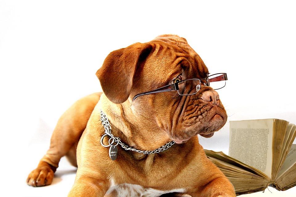 Фото: pixabay.ru | Тест PRIMPRESS: какая же вы собака?