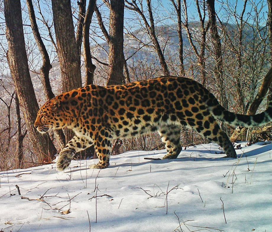 Фото: нацпарк "Земля леопарда" | Один из старейших леопардов поделился селфи с приморцами
