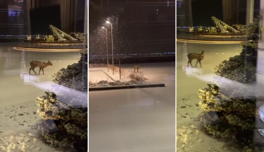 Фото: кадр видео | Ученые подтвердили: редчайшее животное оказалось в центре Владивостока