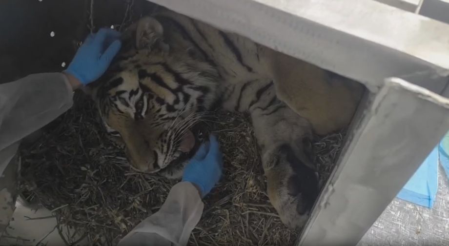 Отловленный в Приморье тигр вернется в дикую природу