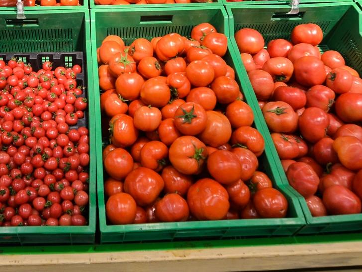 Урожайность томата столыпин