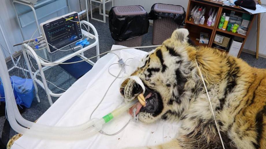 Фото: центр "Амурский тигр" | Состояние крайне тяжелое. в Приморье борются за жизнь конфликтного тигра