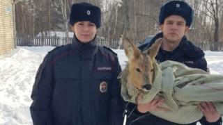 Фото: МВД России по Приморскому краю | В Приморье полицейские спасли раненую косулю