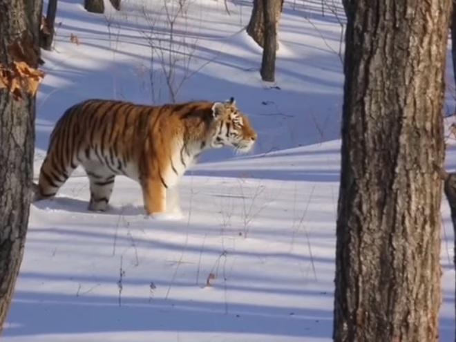 Фото: скриншот safaripark25ru | Пять самых популярных тигров Приморья