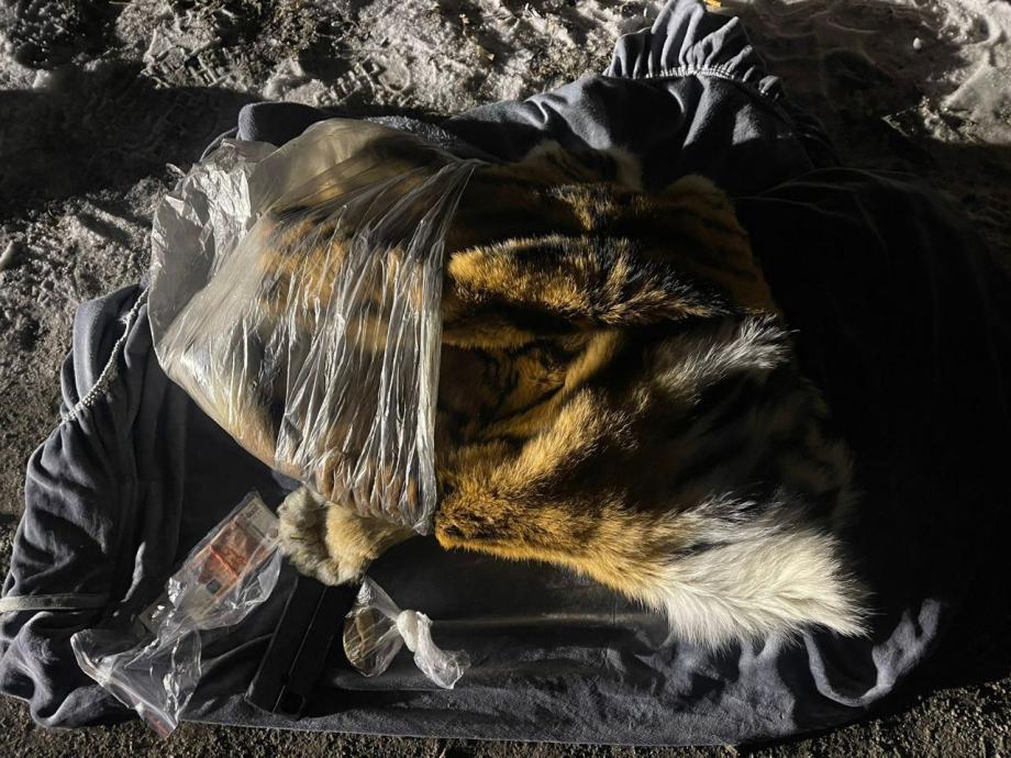 Фото: центр «Амурский тигр» | Брали с ФСБ: приморцы хотели продать шкуру тигра за миллион рублей