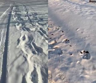 Очередной тигр вышел к людям в Приморье. Теперь в Дальнегорске