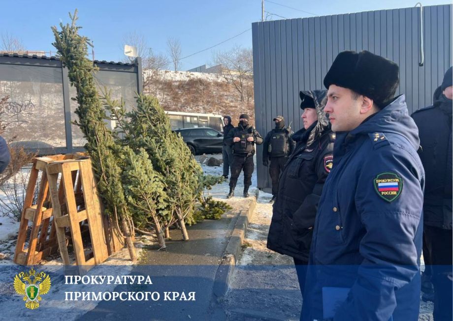 Елки не дожили до Нового года во Владивостоке и Находке изъяли почти 200 деревьев