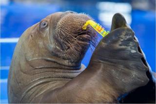 Татьяна Меель | 10 фактов о морских млекопитающих Приморья