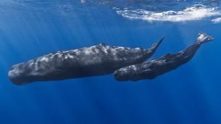 wikimedia.org/Gabriel Barathieu | 10 фактов о морских млекопитающих Приморья