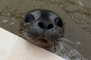 реабилитационный центр «Тюлень» | 10 фактов о морских млекопитающих Приморья