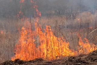 Олеся Куватова | 10 фактов о лесных пожарах