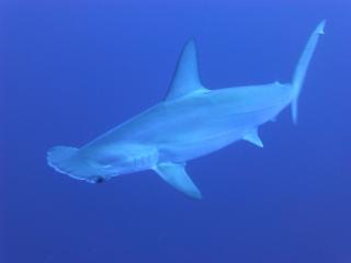 pixabay.com | 5 самых опасных акул в Приморье