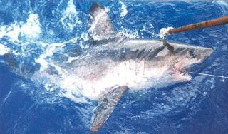 Wikipedia/PIRO-NOAA Observer Program | 5 самых опасных акул в Приморье