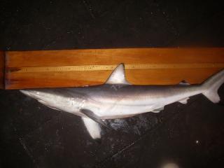 Wikipedia/SEFSC Pascagoula Laboratory | 5 самых опасных акул в Приморье