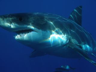 pixabay.com | 5 самых опасных акул в Приморье