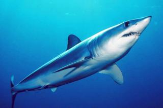 Wikipedia/Mark Conlin | 5 самых опасных акул в Приморье
