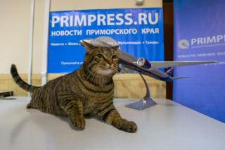 PRIMPRESS | 5 самых популярных котов Владивостока