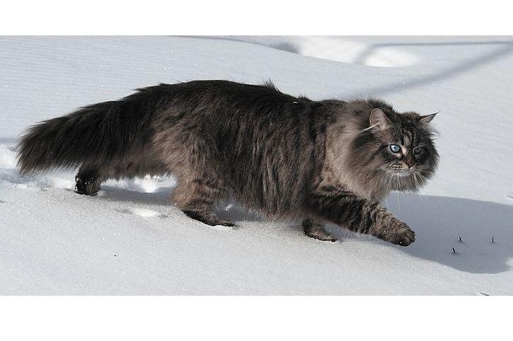 5 самых «толстых» пород кошек