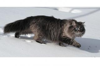 wikimedia.org | 5 самых «толстых» пород кошек