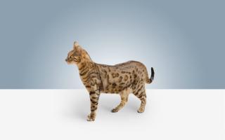 whiskas.ru | 5 самых «толстых» пород кошек