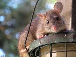 pixabay.com | 10 необычных фактов о крысах