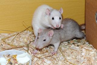 pixabay.com | 10 необычных фактов о крысах