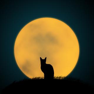 pixabay.com | 10 самых кошачьих песен