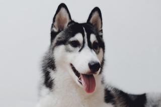 pixabay.com | 5 распространенных ошибок неопытных владельцев собак