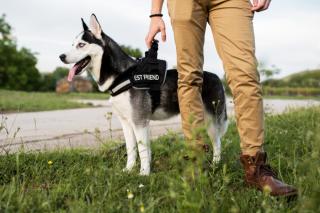 freepik.com | 5 мифов о выгуле собак