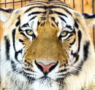 скриншот lionspark.ru | Пять самых популярных тигров Приморья