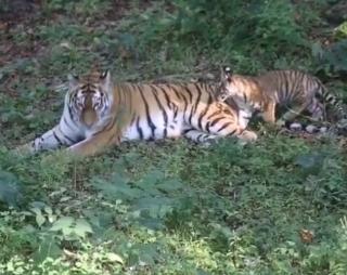 скриншот safaripark25ru | Пять самых популярных тигров Приморья