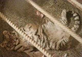 amur-tiger.ru | Пять самых популярных тигров Приморья