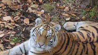 Приморский Сафари-парк | Пять самых популярных тигров Приморья