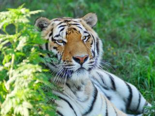 зоопарк "Белый лев" | Пять самых популярных тигров Приморья