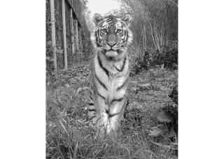 центр реабилитации "Тигр" | Пять самых популярных тигров Приморья