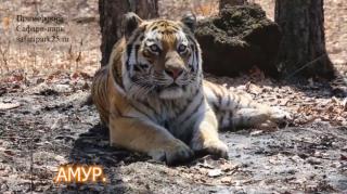 Приморский Сафари-парк | Пять самых популярных тигров Приморья