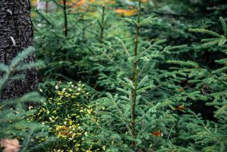 pvproductions on Freepik | Десять фактов из истории новогодних елок в России