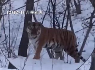 Центр "Амурский тигр" | 5 причин, почему тигры выходят к людям