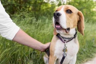 Freepik | Прогулка с собакой: 10 простых правил для комфорта и безопасности
